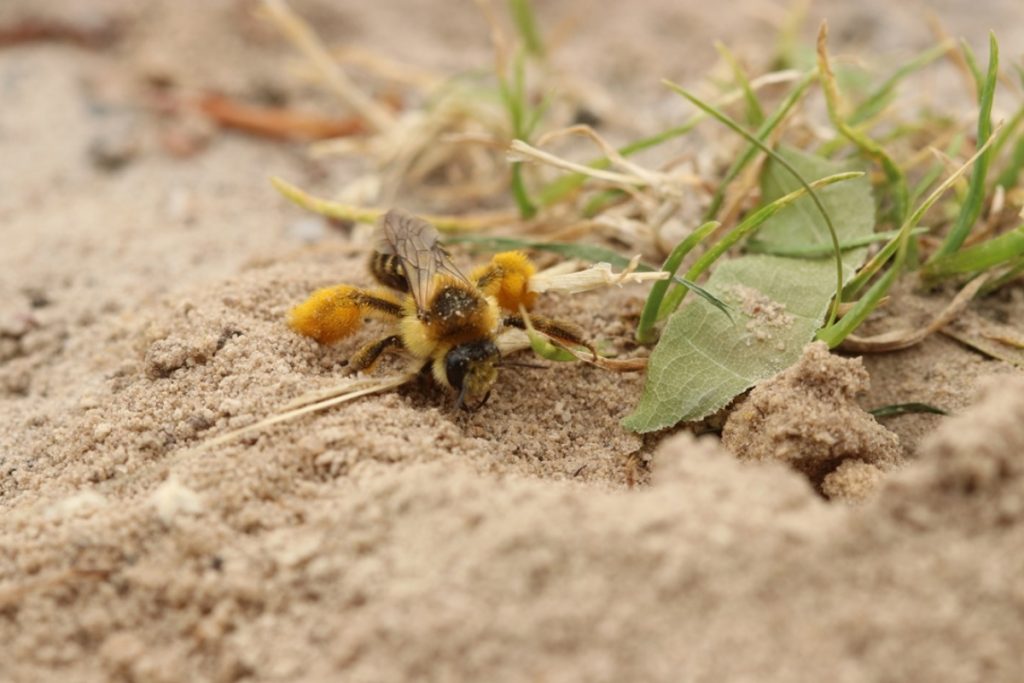 Droogte en verdroging: wat doen wij?