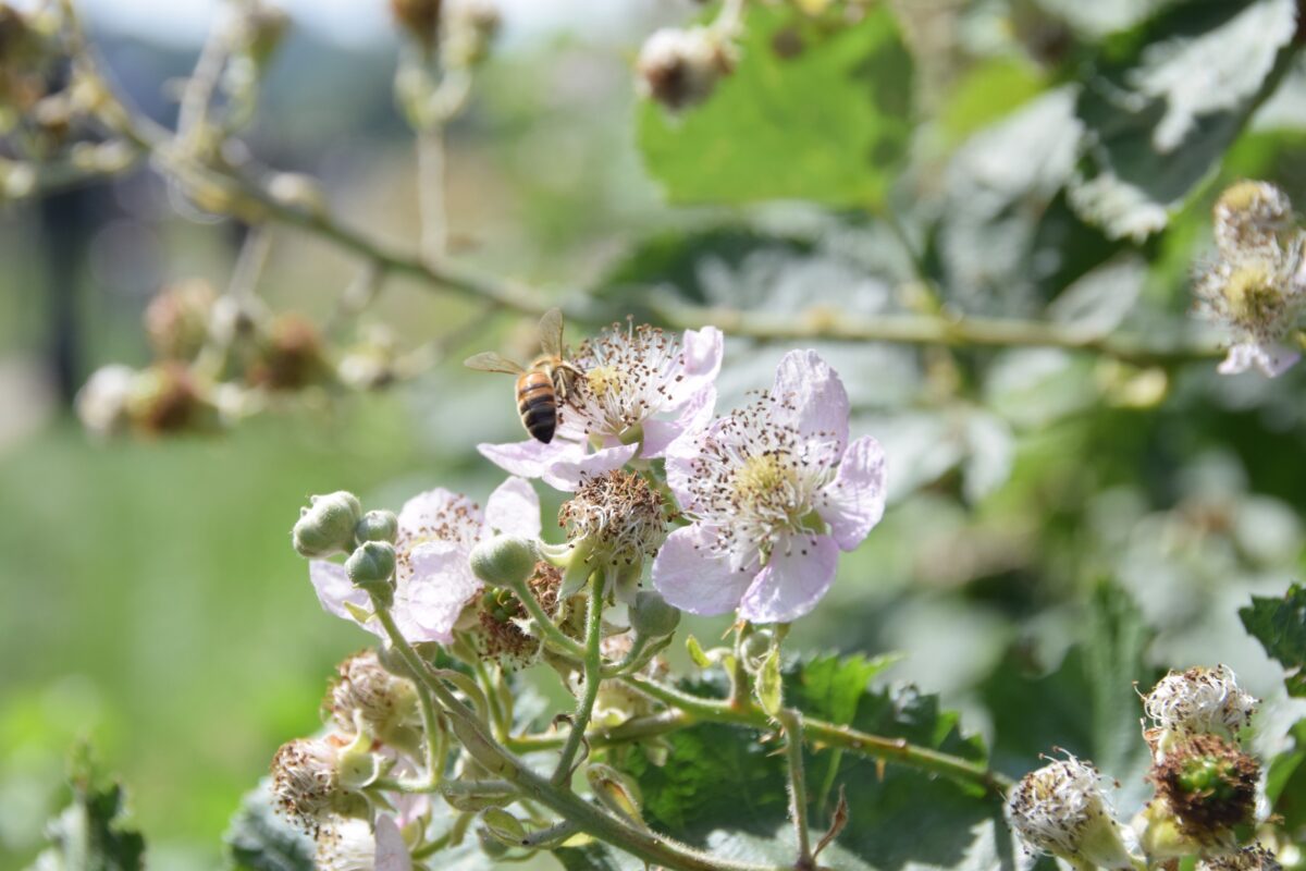 Inspraak beleidskader land- en tuinbouw