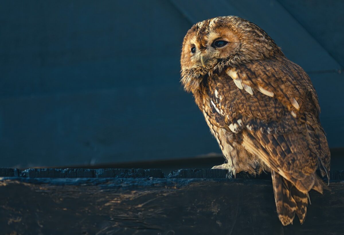 Nieuw project voor duisternis op de Veluwe - Minder licht, meer zien!