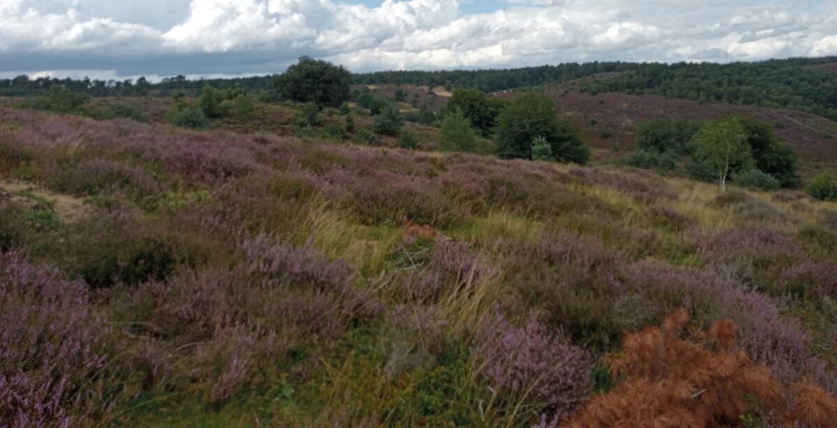 De Veluwe en 'Ruimte voor Defensie'