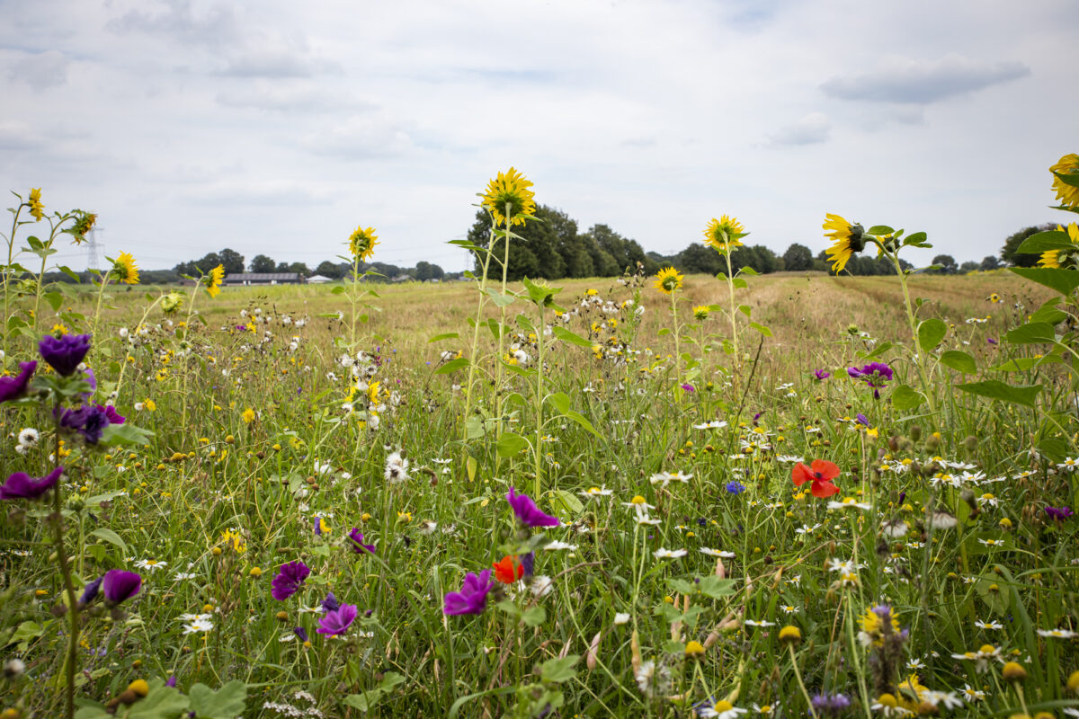 Bijeenkomst Omgevingsvisie Gelderland (31 mei)