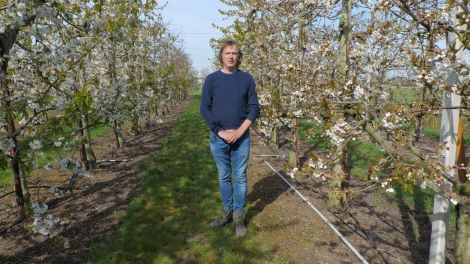 Fruitteler (bijna) zonder gif