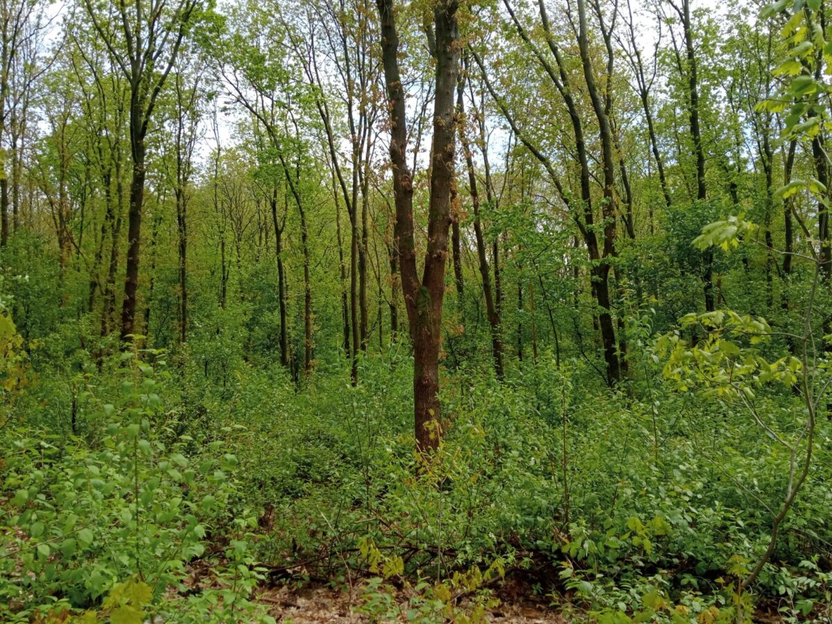 Wéér inspraak oude bosgroeiplaatsen