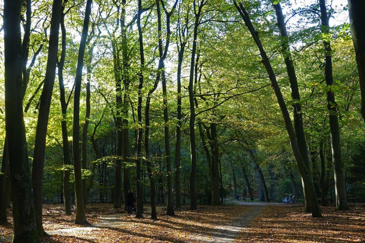 Overwinning voor Europese natuur: natuurherstelwet aangenomen