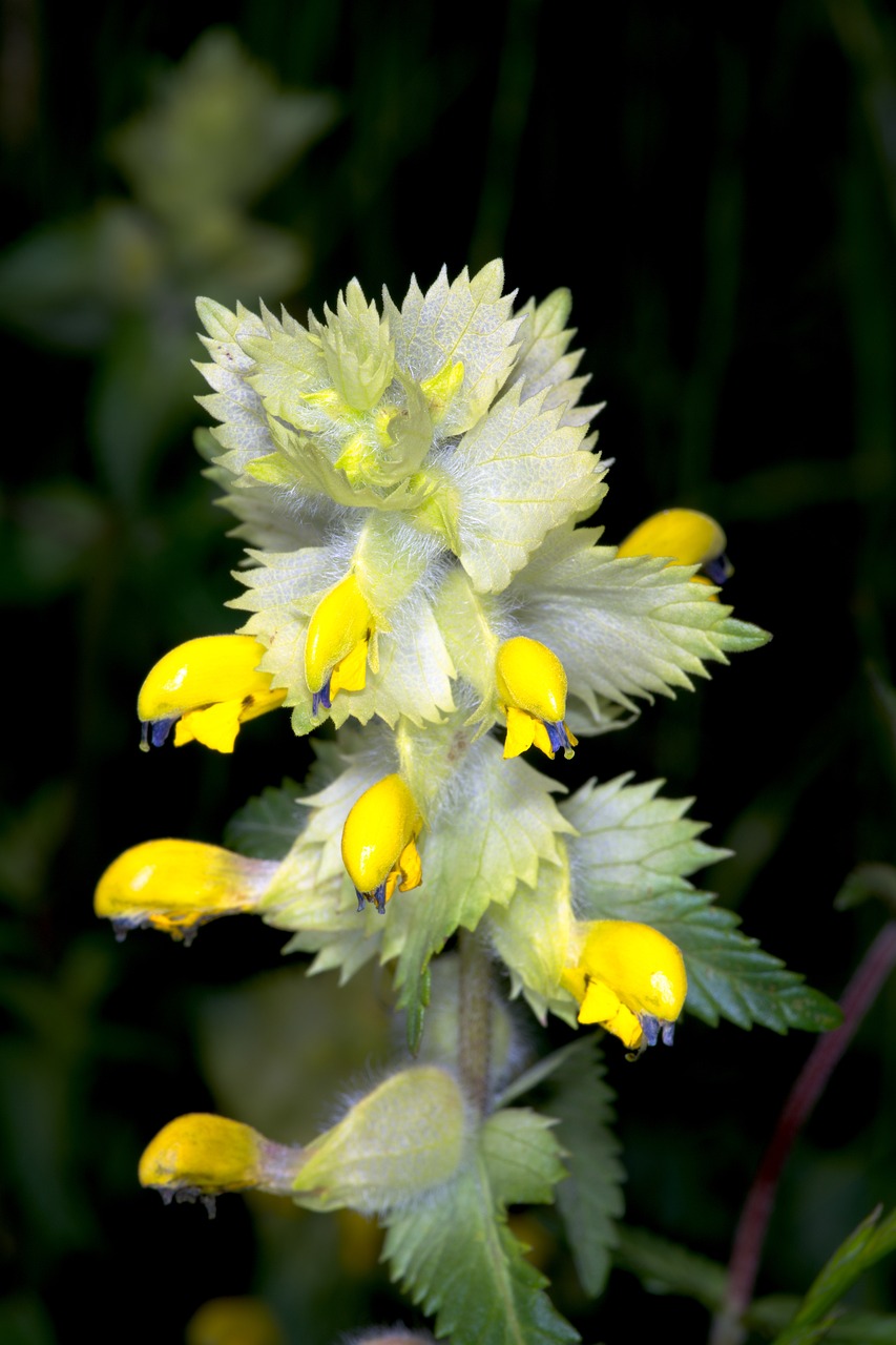 Oeverplanten-app