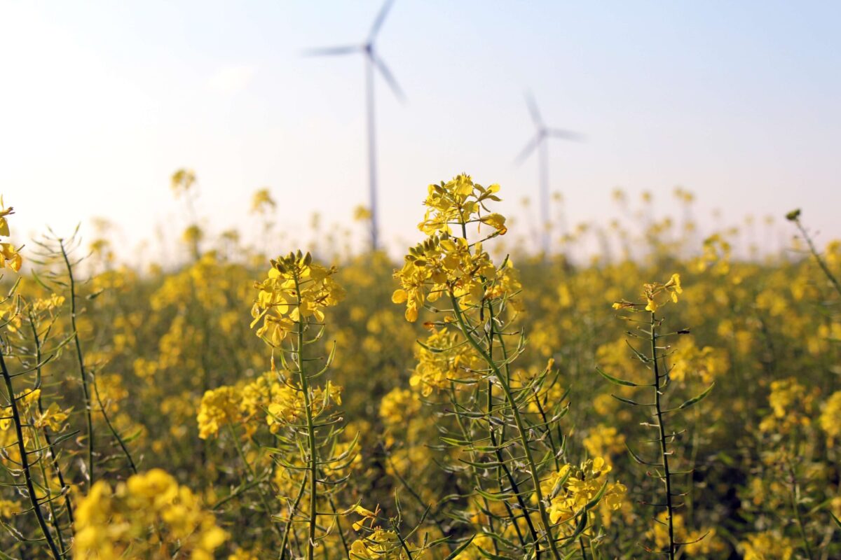 Sturen op natuurinclusieve wind- en zonneparken