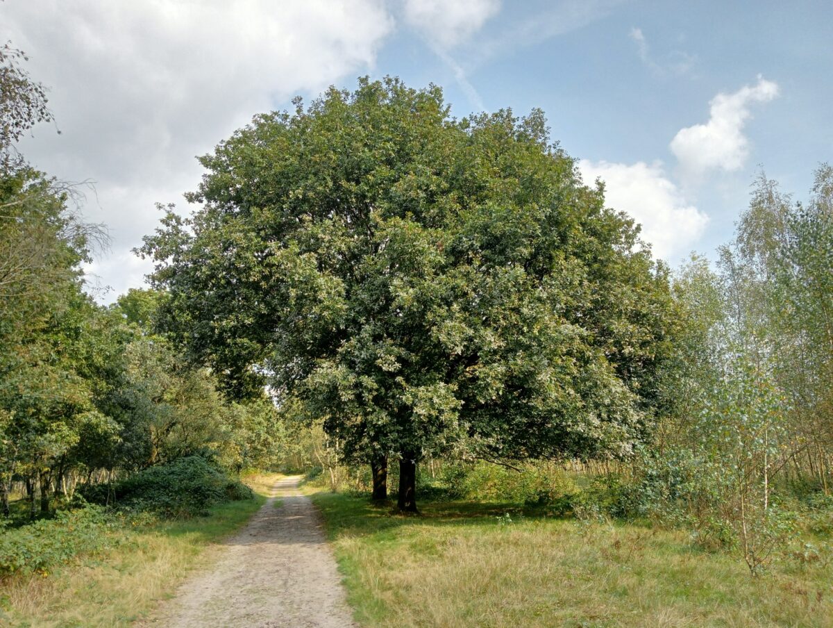 Inspraak: Bescherm oude bosgroeiplaatsen