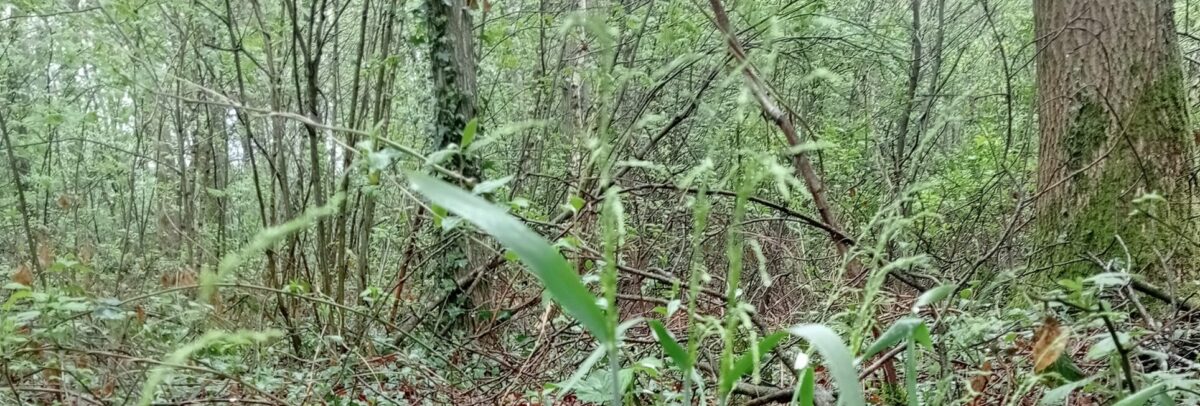 Voorstel oude bosgroeiplaatsen besproken in PS