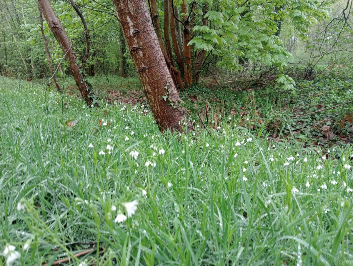 Bosgroeiplaatsen bij Omroep Gelderland
