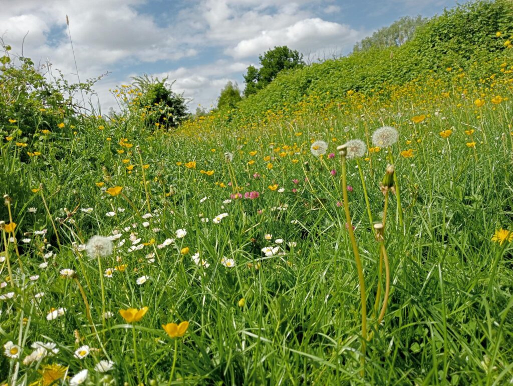 bloemrijke dijk bij Wageningen