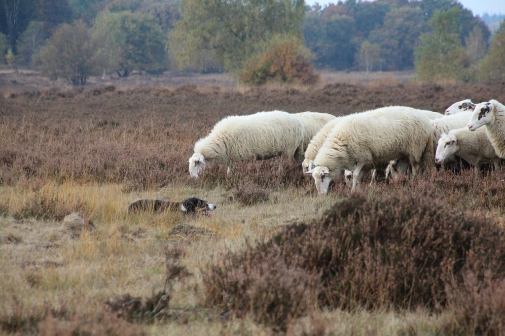 Wel of geen intensivering bij Ermelo-Stroe? 