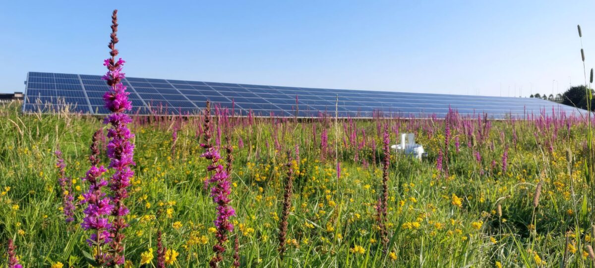Nieuw: eco-certificaat voor zonneparken
