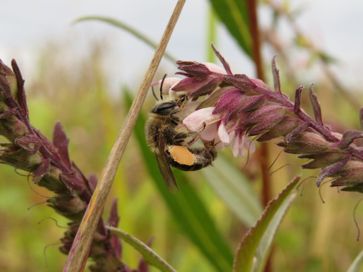 Provinciale handleiding Regulering bestrijdingsmiddelen