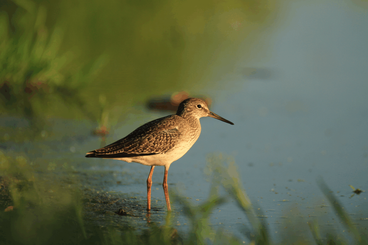Gewonnen bij Raad van State