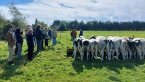 groene trainees en een hele rij kalfjes die staan te drinken in een weiland
